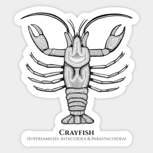 Crayfish with Common and Latin Names - detailed animal design Sticker